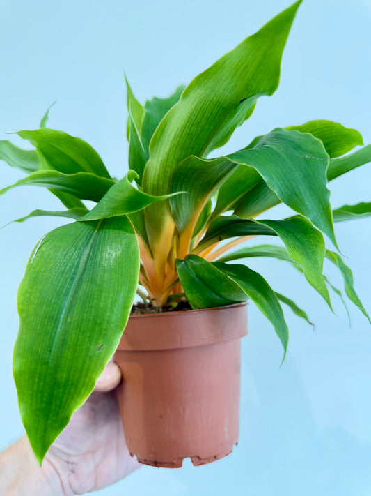 Orange Spider Plant - Chlorophytum Fire Flash