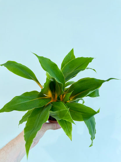 Orange Spider Plant - Chlorophytum Fire Flash