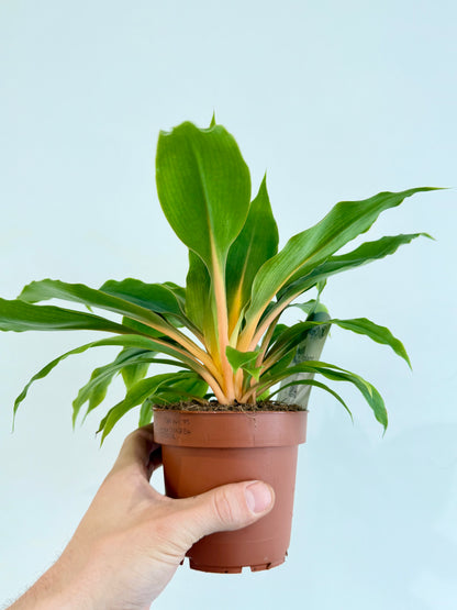 Orange Spider Plant - Chlorophytum Fire Flash