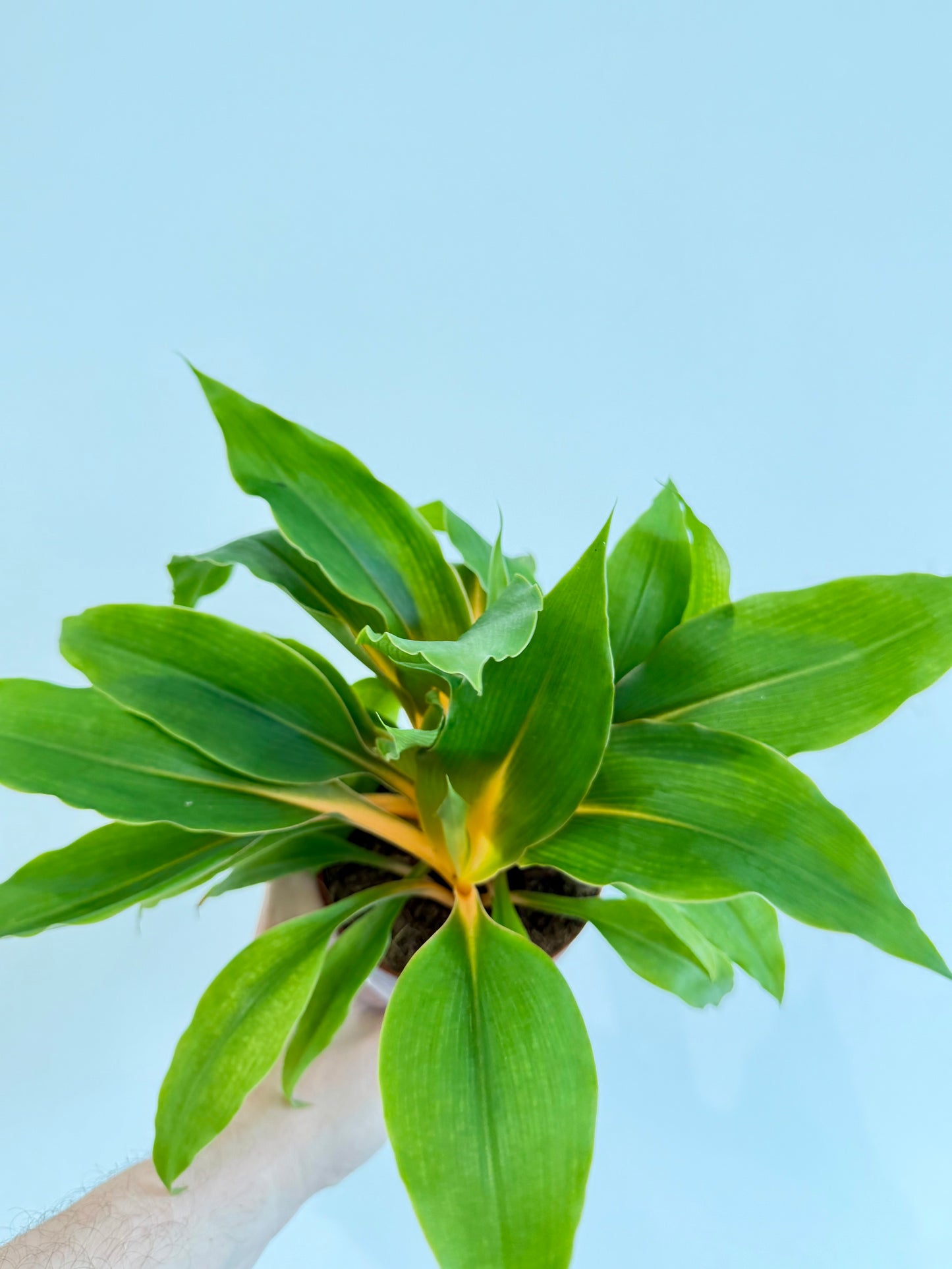 Orange Spider Plant - Chlorophytum Fire Flash