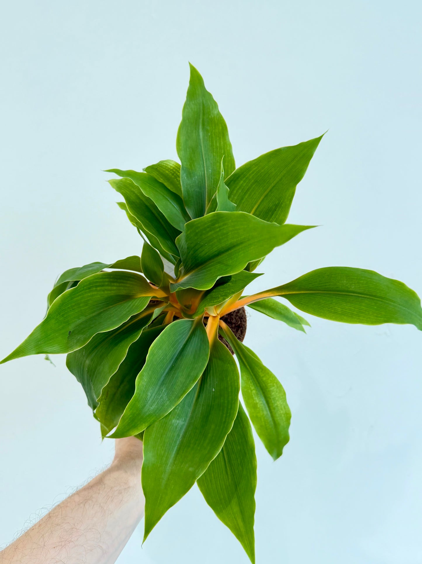 Orange Spider Plant - Chlorophytum Fire Flash