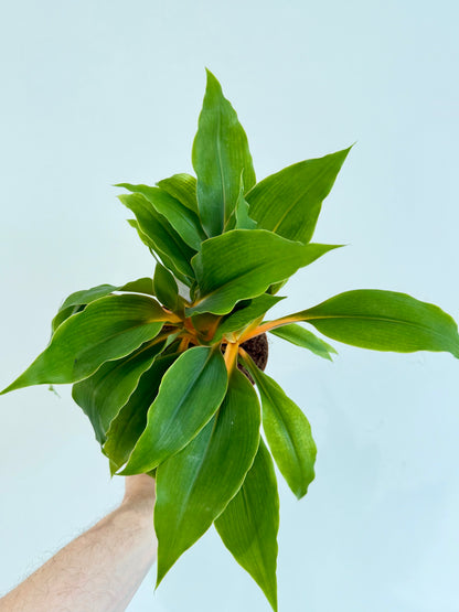 Orange Spider Plant - Chlorophytum Fire Flash