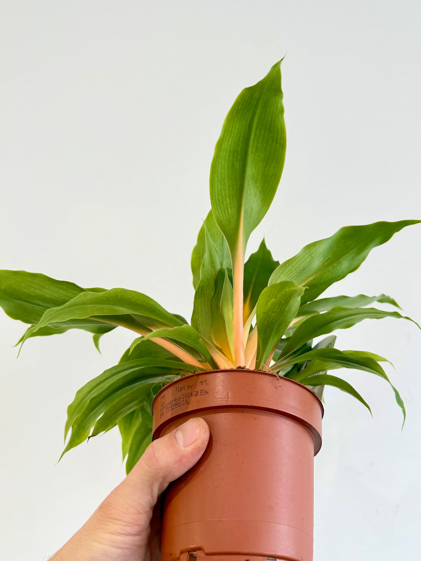 Orange Spider Plant - Chlorophytum Fire Flash