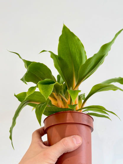 Orange Spider Plant - Chlorophytum Fire Flash