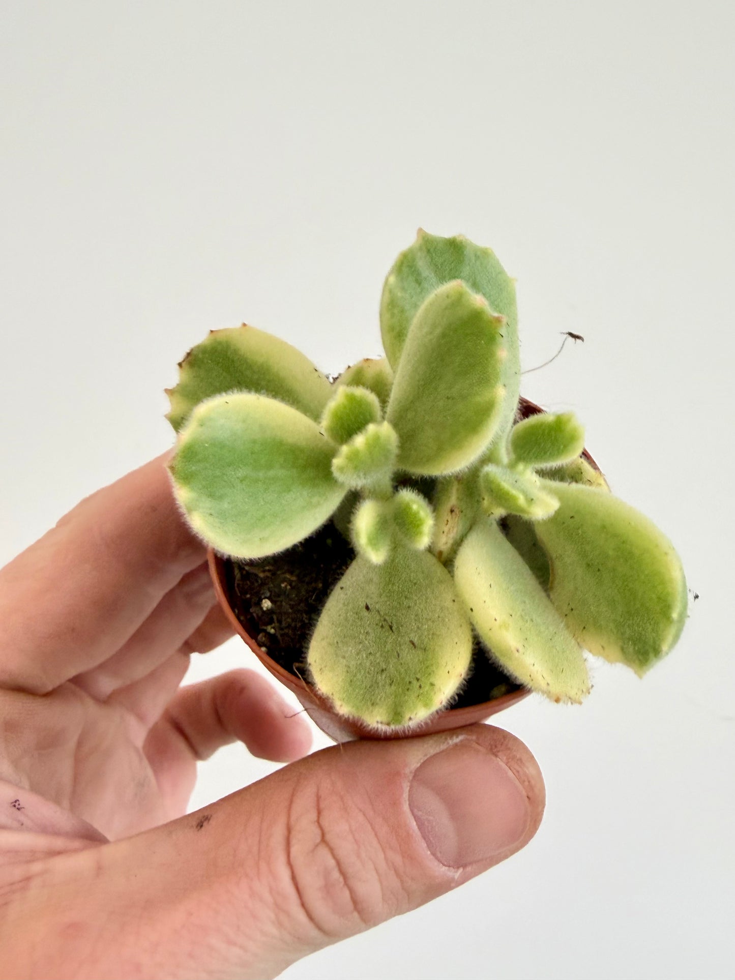 Pigs Ear / Bear Claw Succulent - Cotyledon Orbiculata Higginsiae