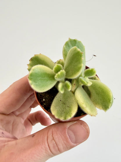 Pigs Ear / Bear Claw Succulent - Cotyledon Orbiculata Higginsiae