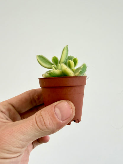 Pigs Ear / Bear Claw Succulent - Cotyledon Orbiculata Higginsiae
