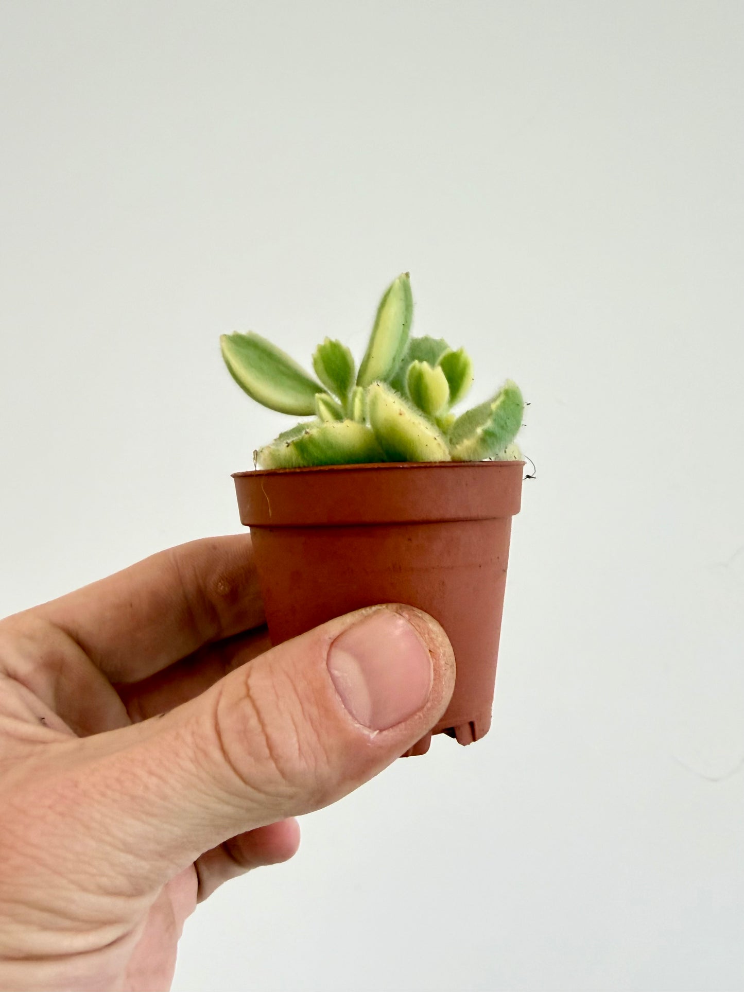 Pigs Ear / Bear Claw Succulent - Cotyledon Orbiculata Higginsiae