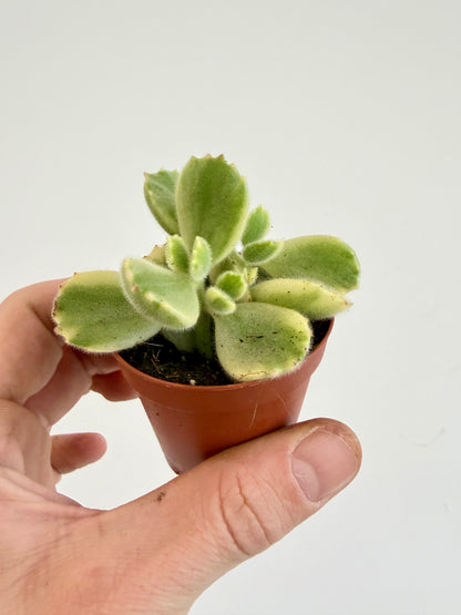 Pigs Ear / Bear Claw Succulent - Cotyledon Orbiculata Higginsiae