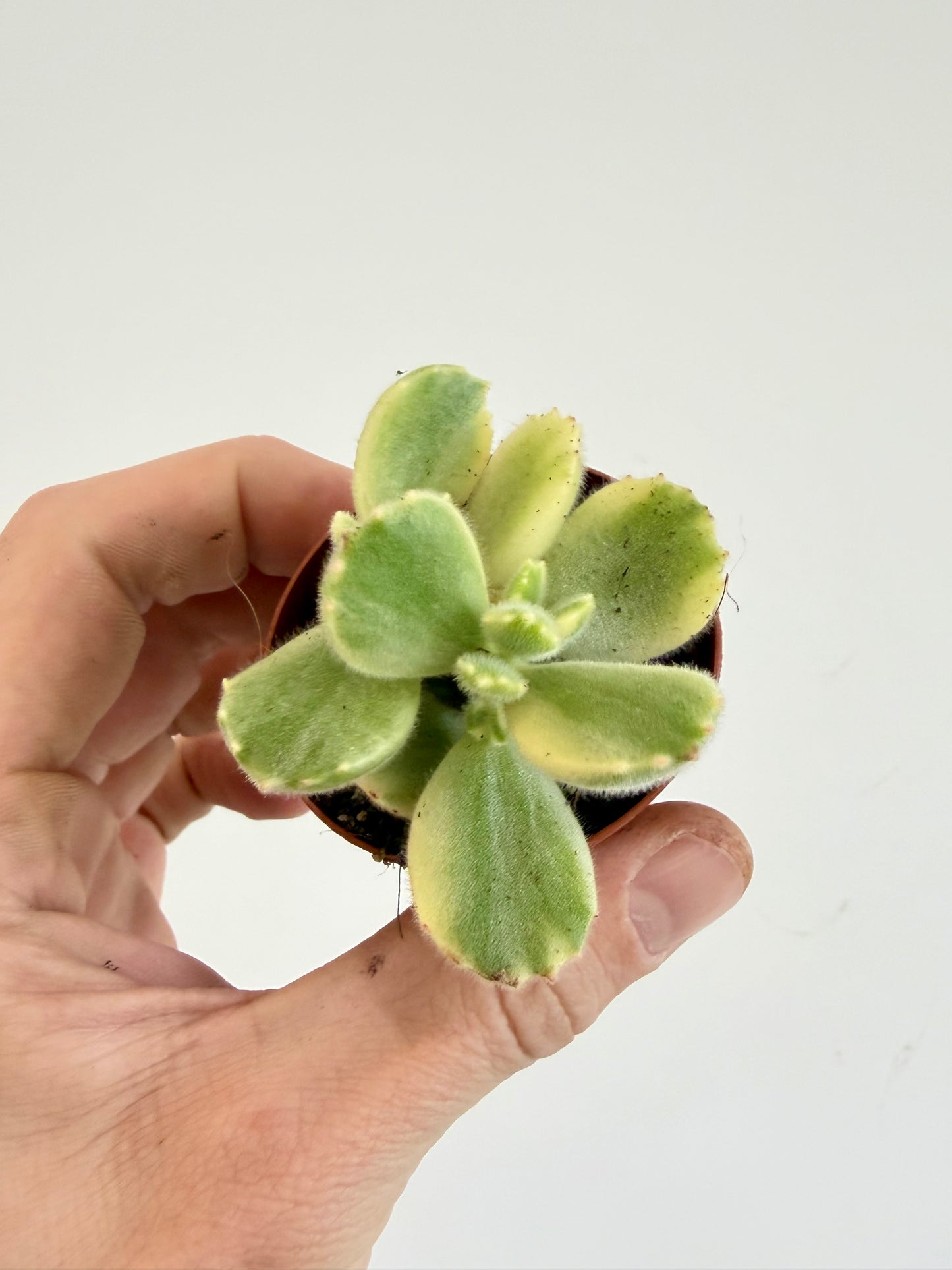 Pigs Ear / Bear Claw Succulent - Cotyledon Orbiculata Higginsiae