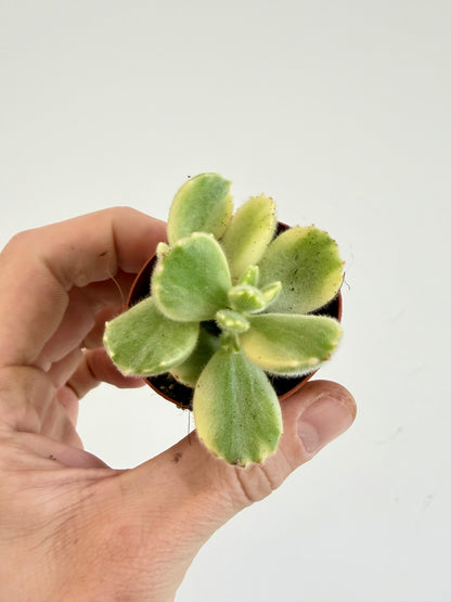 Pigs Ear / Bear Claw Succulent - Cotyledon Orbiculata Higginsiae