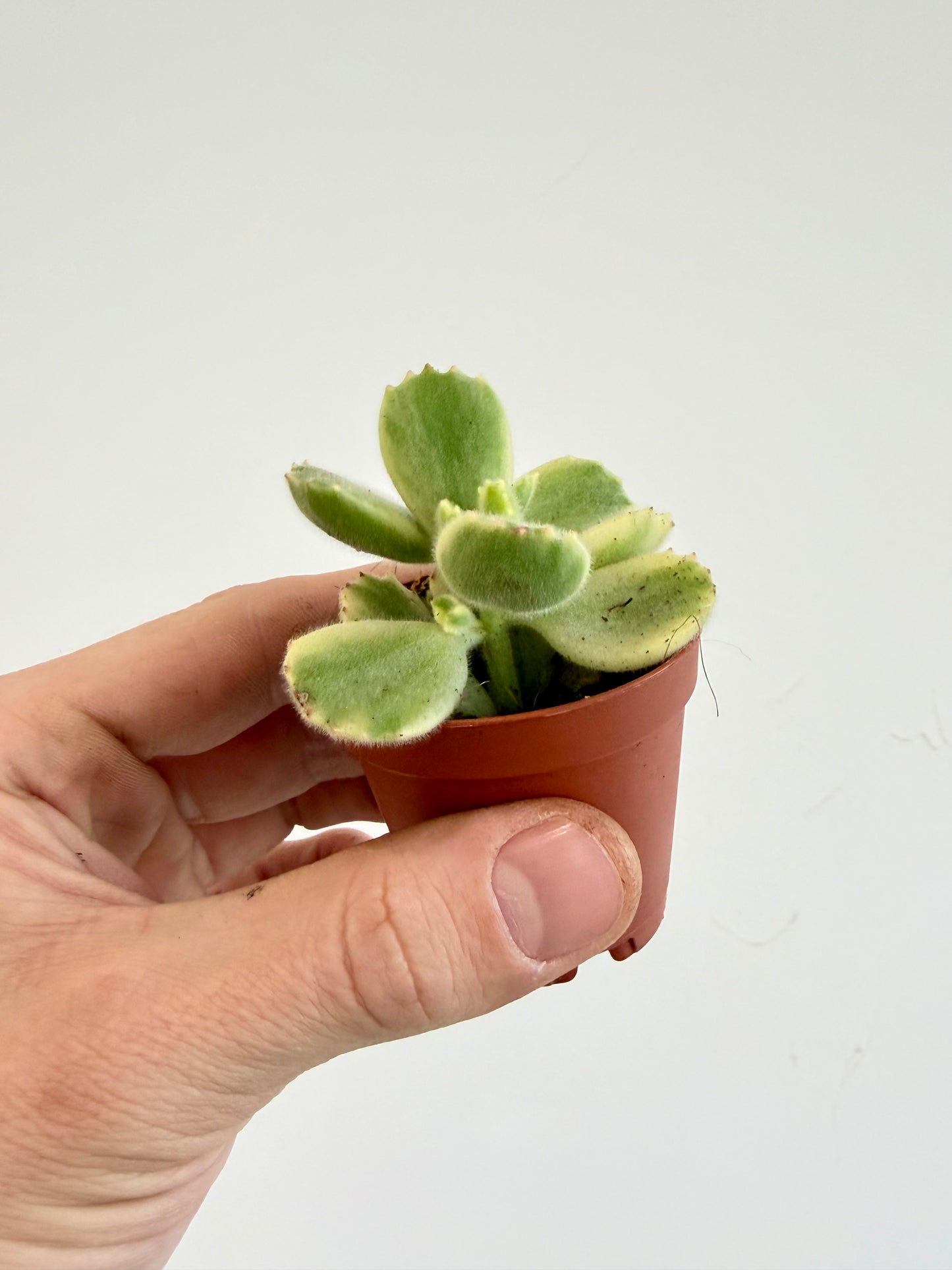 Pigs Ear / Bear Claw Succulent - Cotyledon Orbiculata Higginsiae