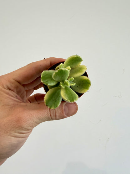 Pigs Ear / Bear Claw Succulent - Cotyledon Orbiculata Higginsiae