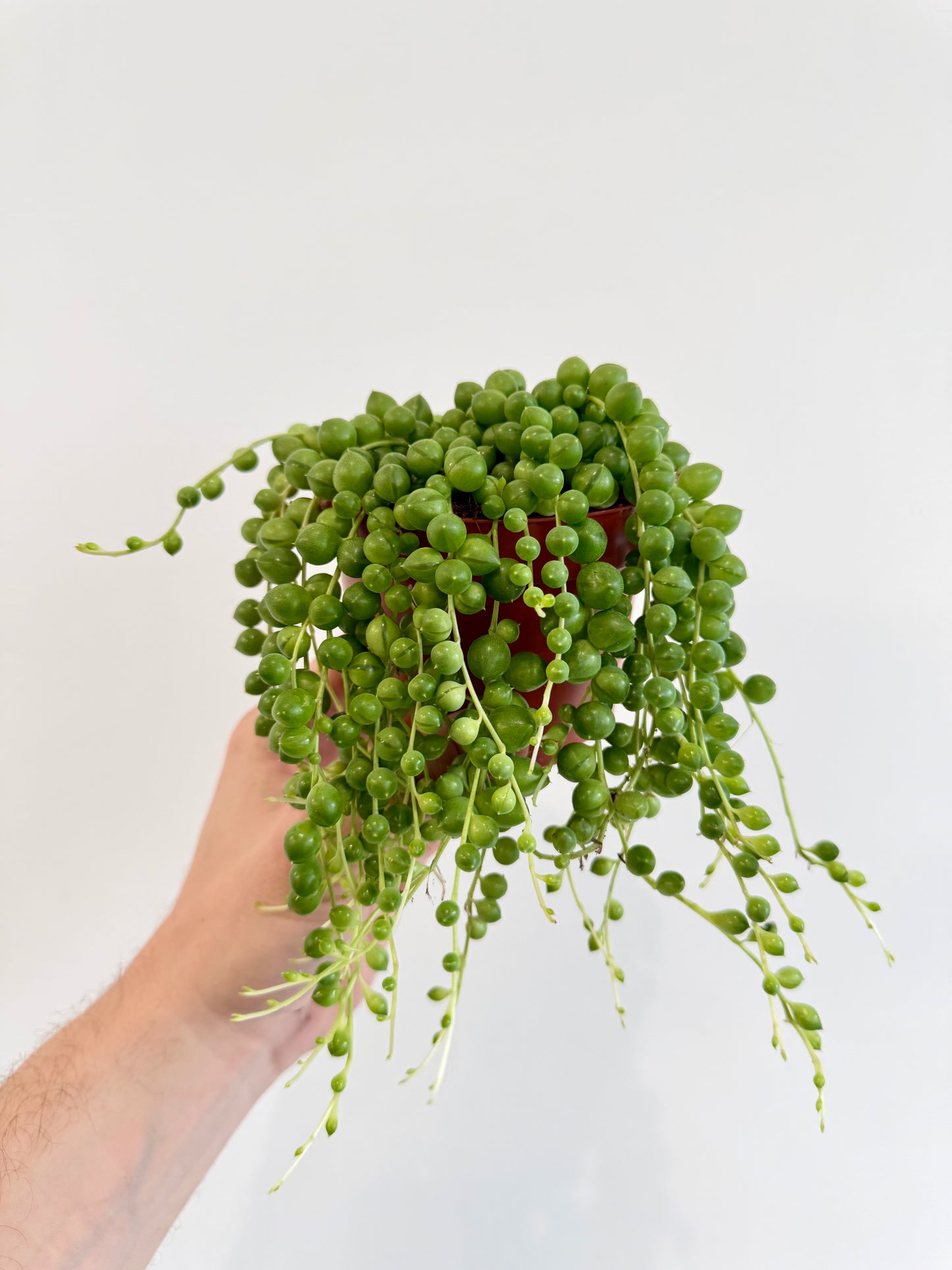String of Pearls - Senecio Rowleyanus