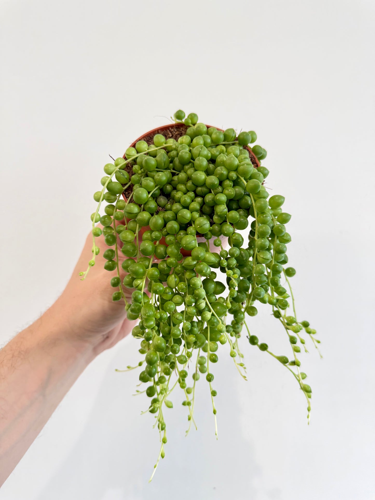 String of Pearls - Senecio Rowleyanus