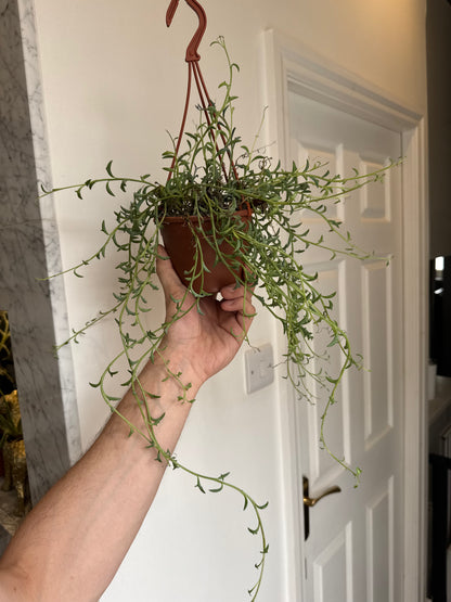 Senecio/Curio Peregrinus - String of Dolphins