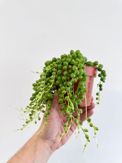 String of Pearls - Senecio Rowleyanus
