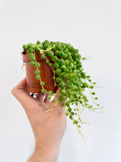 String of Pearls - Senecio Rowleyanus