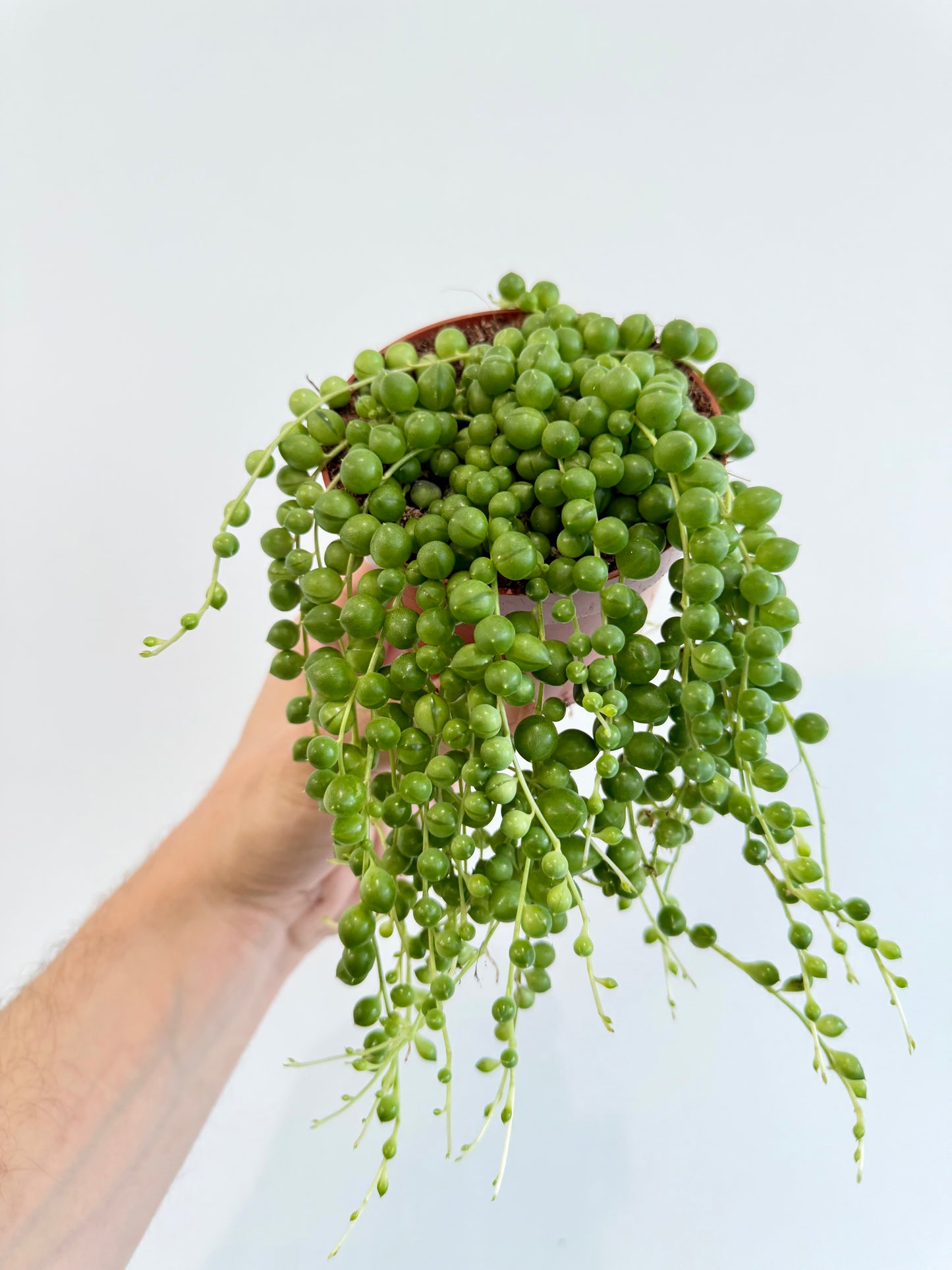 String of Pearls - Senecio Rowleyanus