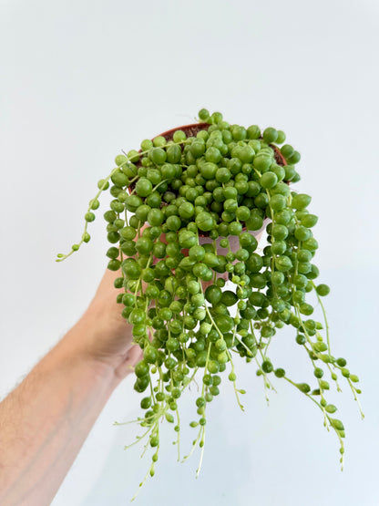 String of Pearls - Senecio Rowleyanus