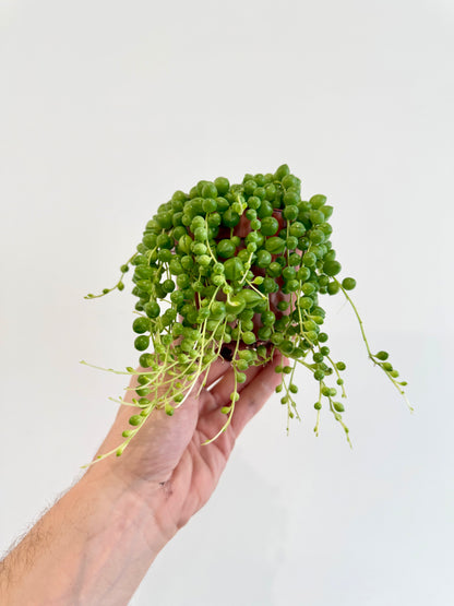 String of Pearls - Senecio Rowleyanus