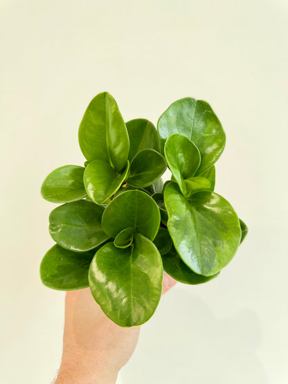 Baby Rubber Plant - Peperomia Obtusifolia