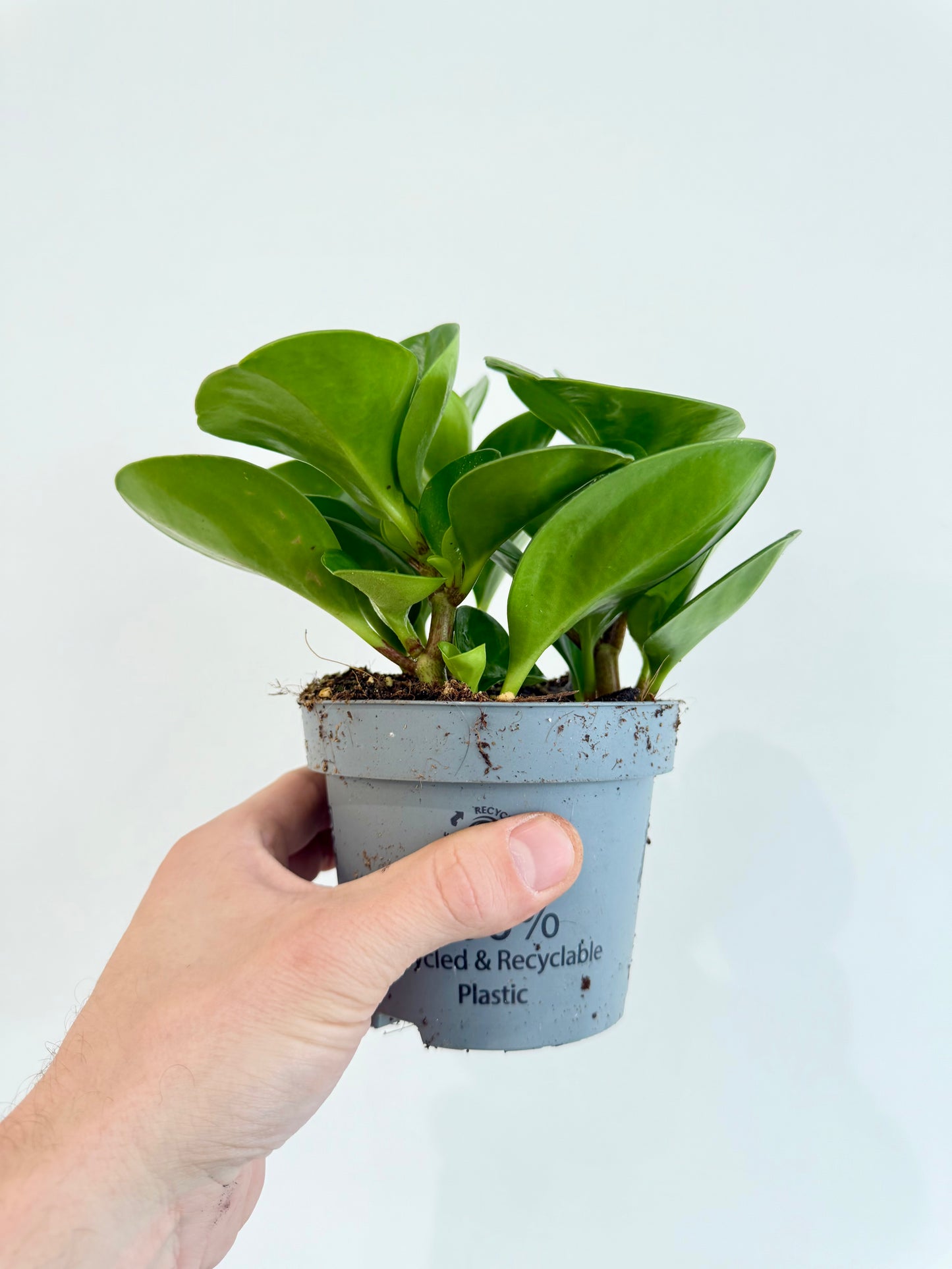 Baby Rubber Plant - Peperomia Obtusifolia