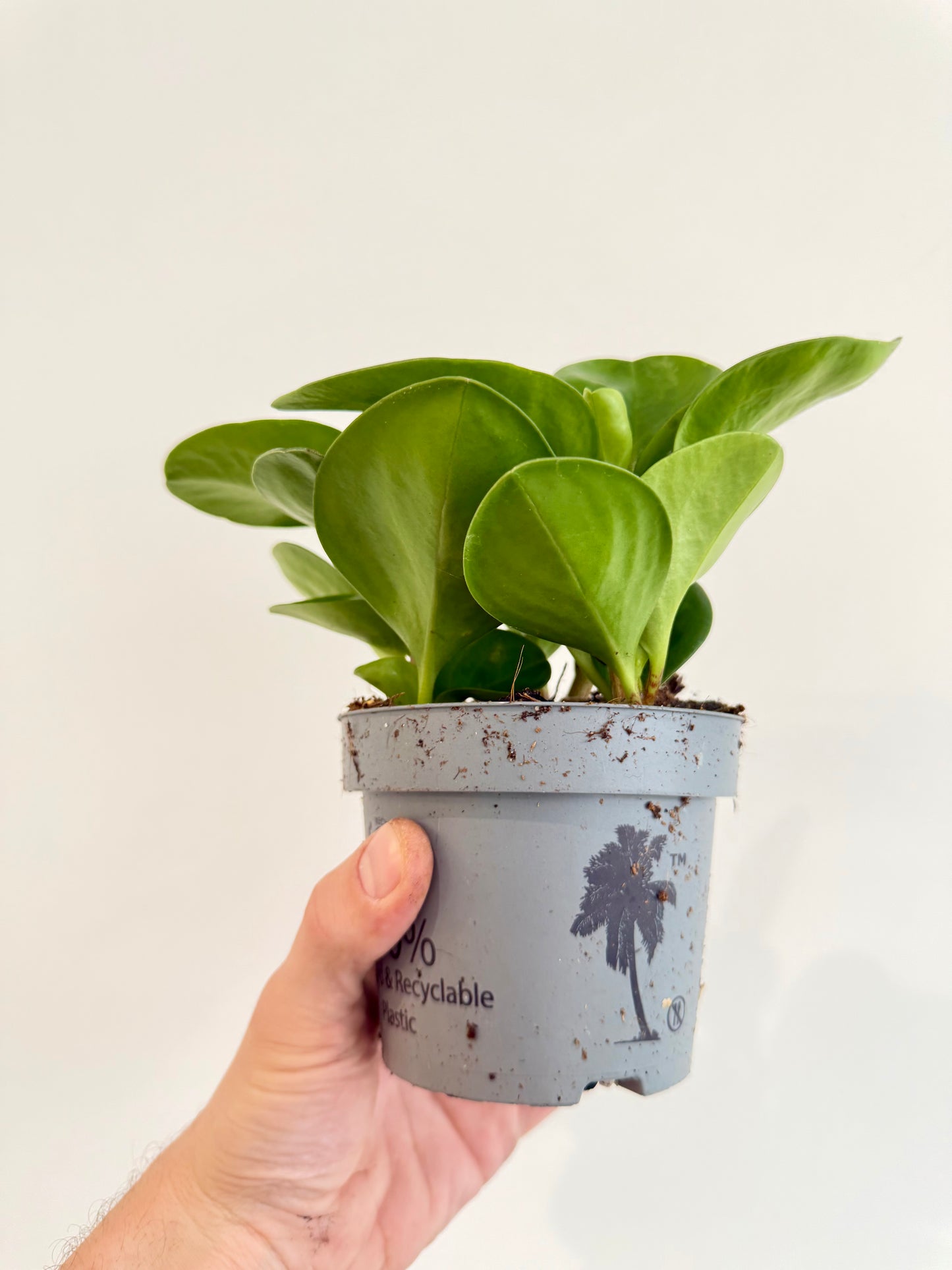 Baby Rubber Plant - Peperomia Obtusifolia