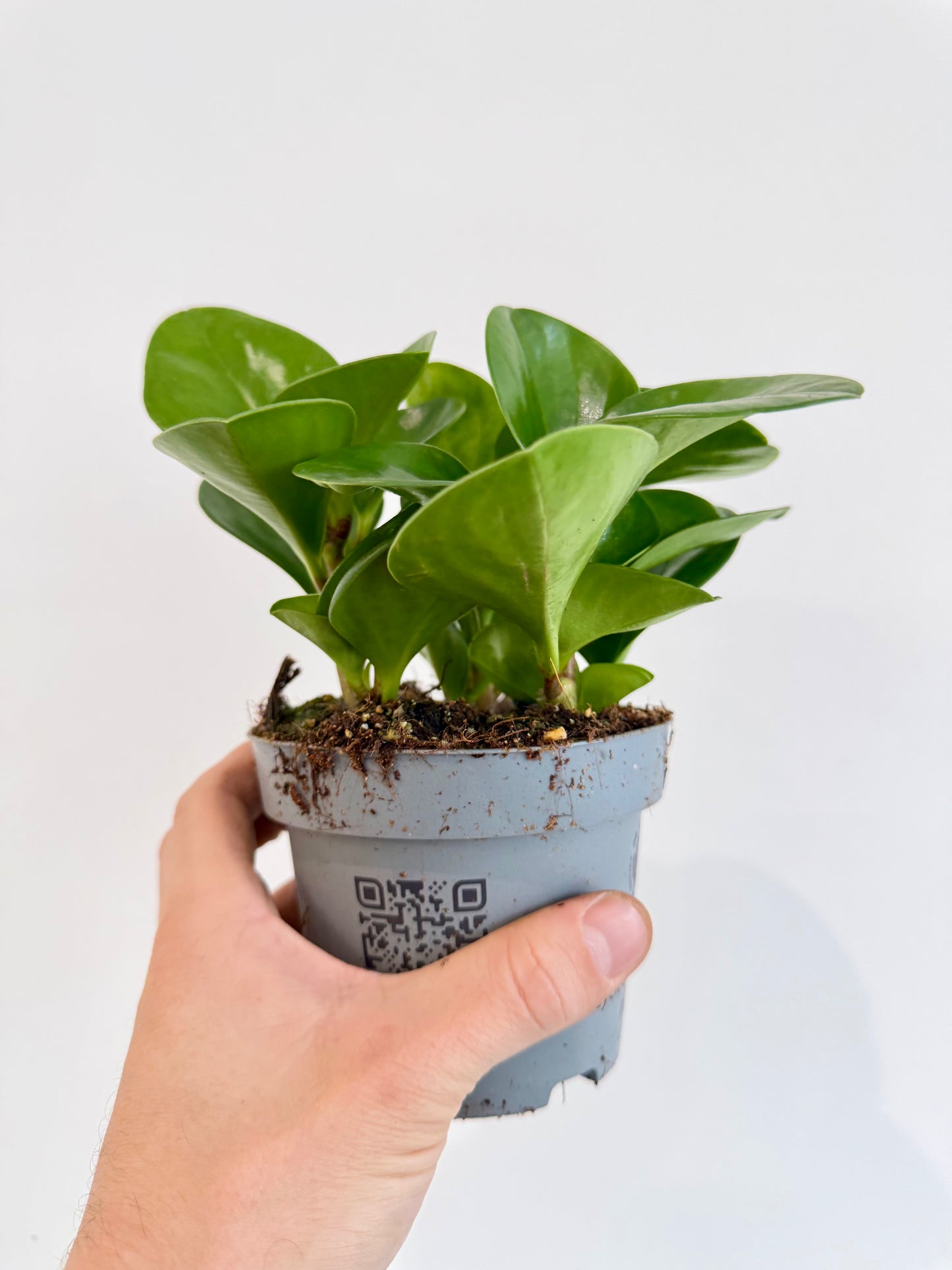 Baby Rubber Plant - Peperomia Obtusifolia