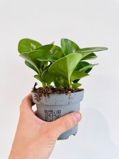 Baby Rubber Plant - Peperomia Obtusifolia