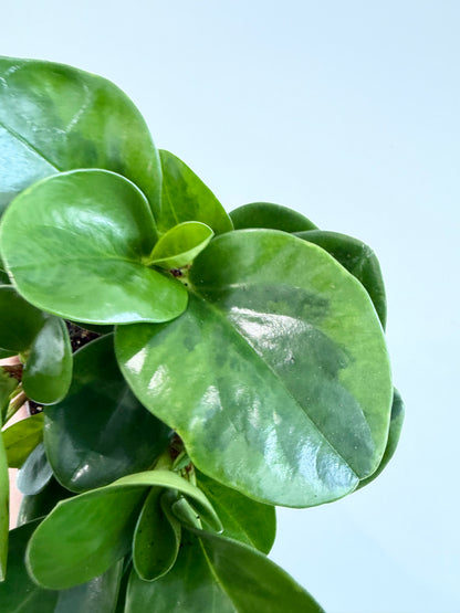 Baby Rubber Plant - Peperomia Obtusifolia