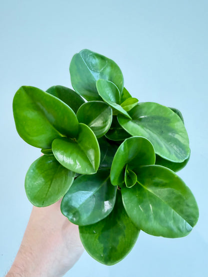 Baby Rubber Plant - Peperomia Obtusifolia