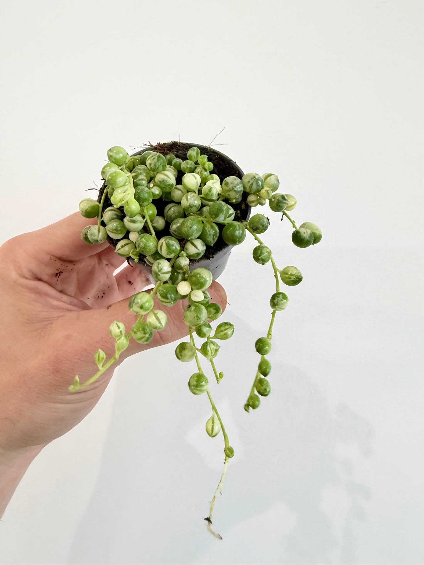 String of Beads Variegated - Senecio Herreianus Variegata