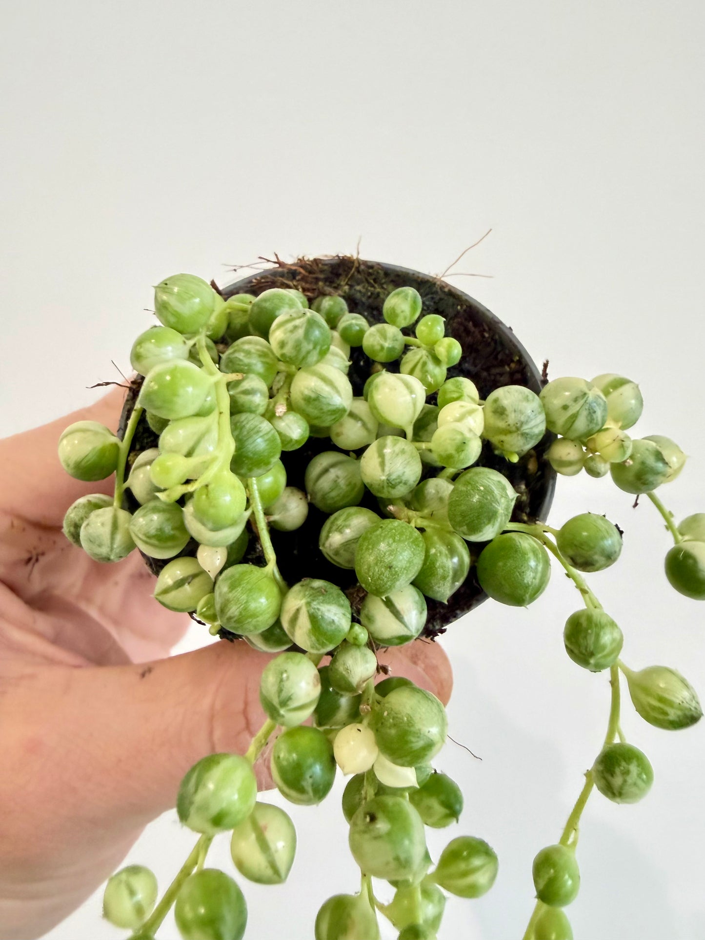 String of Beads Variegated - Senecio Herreianus Variegata
