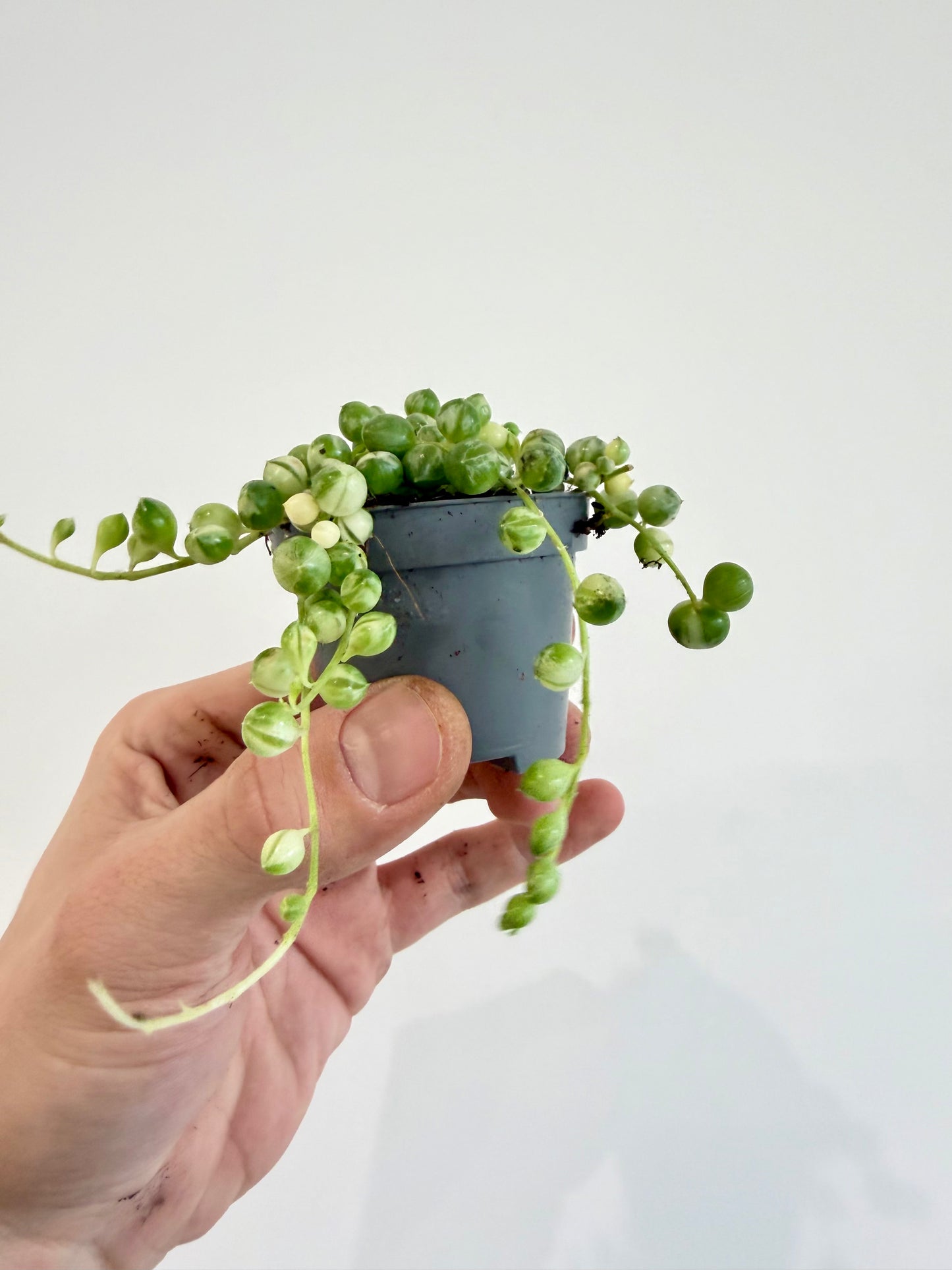 String of Beads Variegated - Senecio Herreianus Variegata