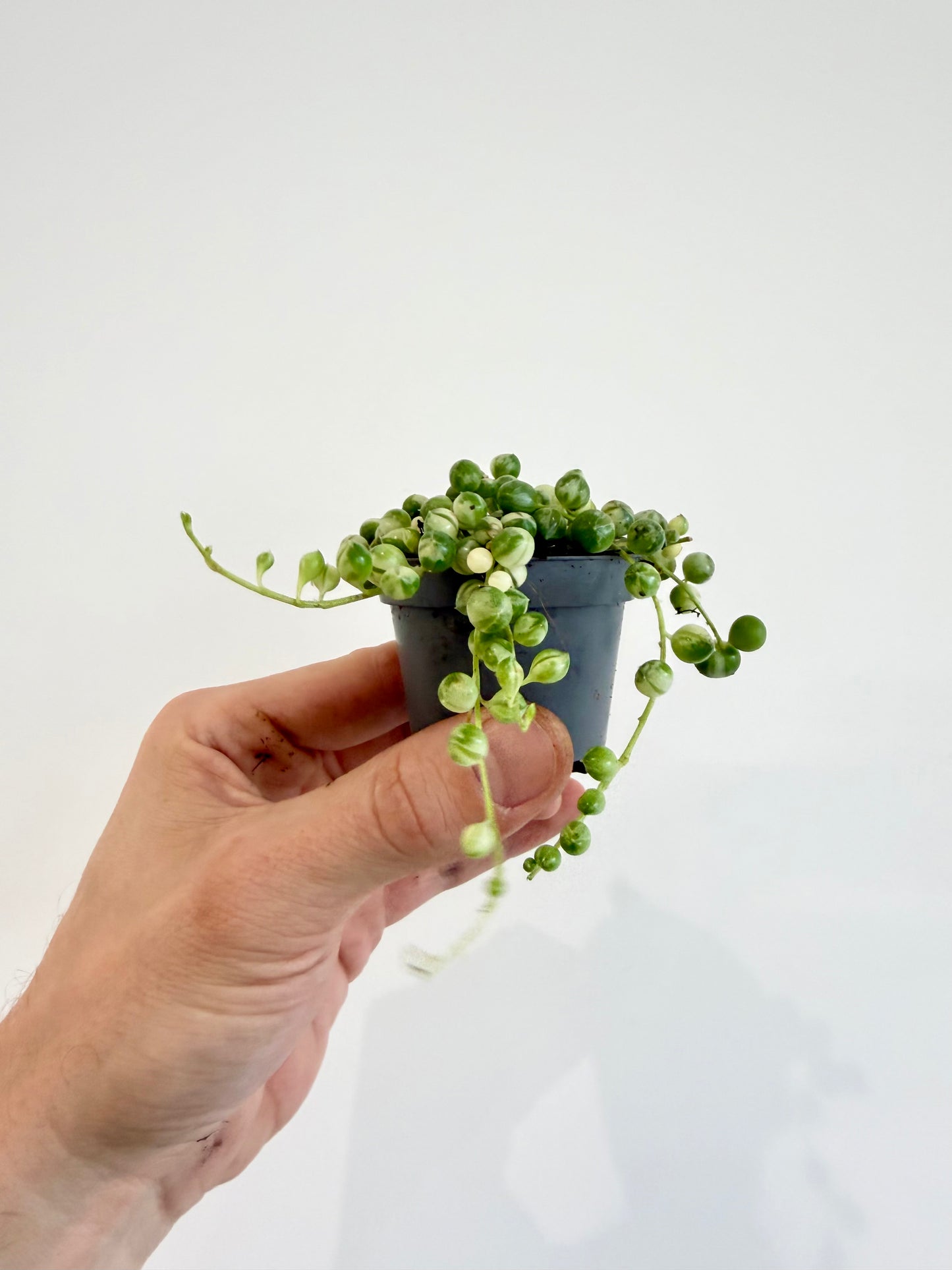 String of Beads Variegated - Senecio Herreianus Variegata