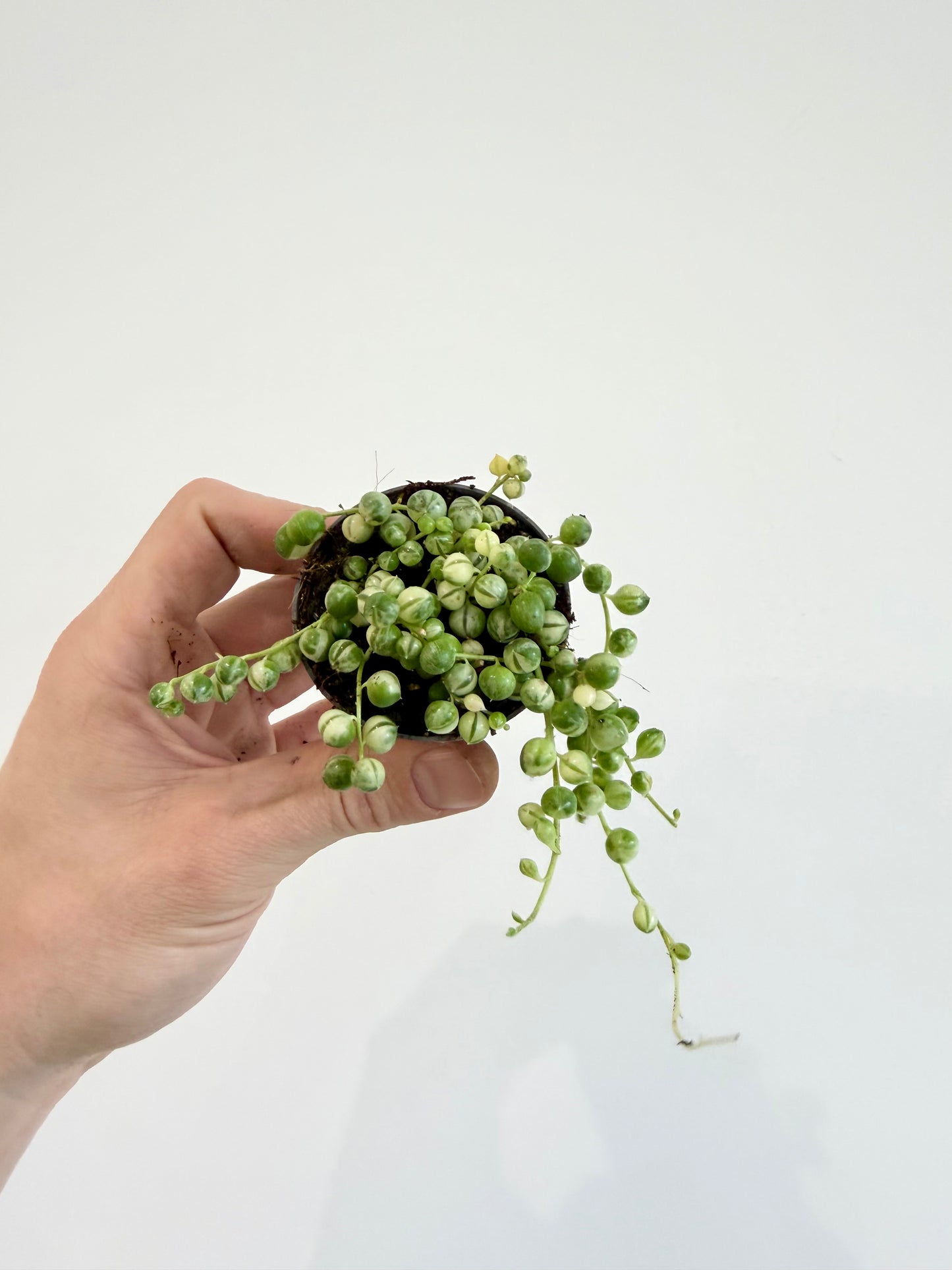 String of Beads Variegated - Senecio Herreianus Variegata