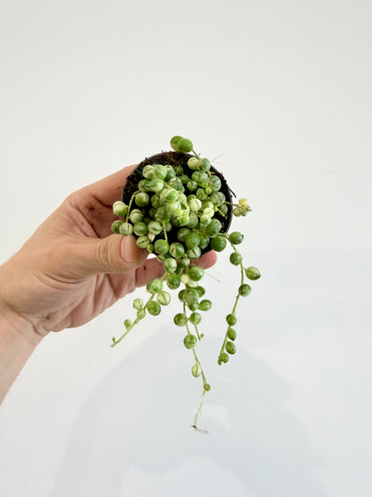String of Beads Variegated - Senecio Herreianus Variegata