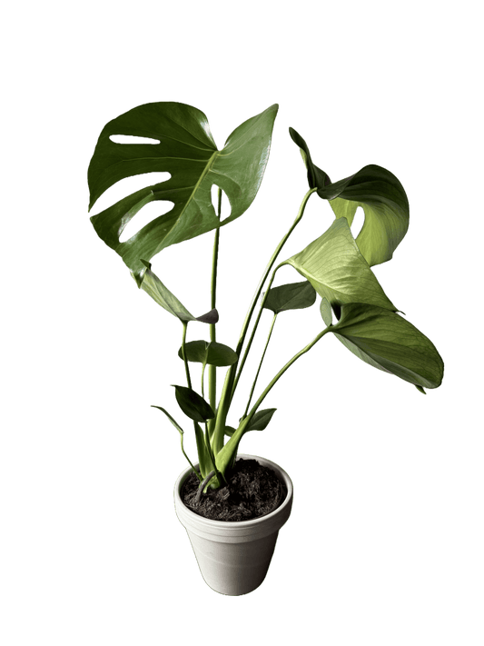 Swiss Cheese Plant - Monstera Deliciosa Houseplant - Oh Shoot! Plants