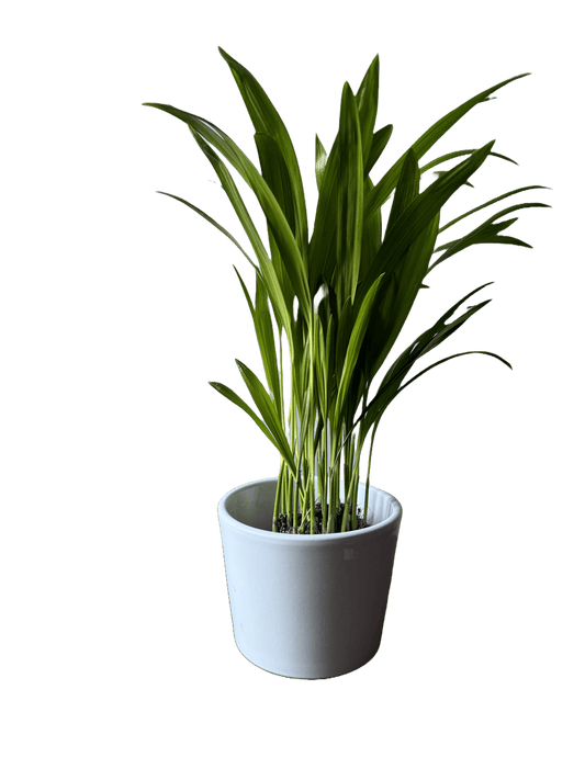 Areca Palm - Dypsis Lutescens - Oh Shoot! Plants