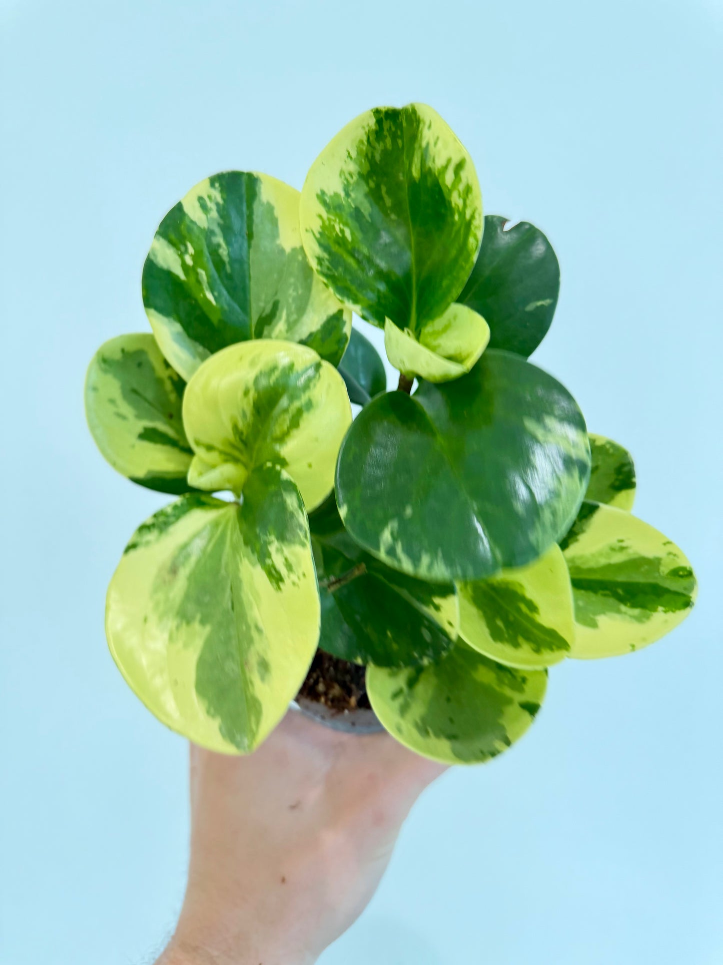 Baby Rubber Plant Variegated - Peperomia Obtusifolia Variegata