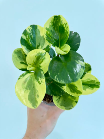 Baby Rubber Plant Variegated - Peperomia Obtusifolia Variegata