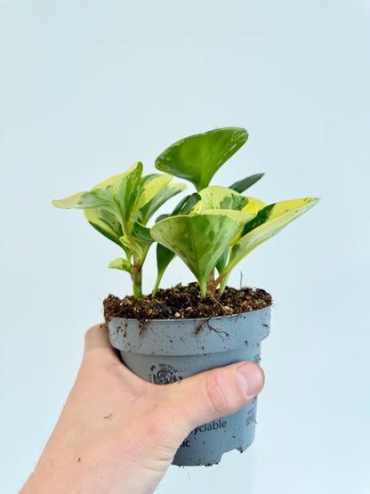 Baby Rubber Plant Variegated - Peperomia Obtusifolia Variegata
