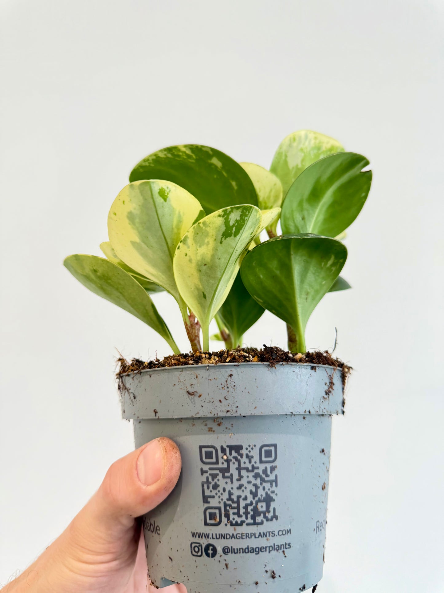 Baby Rubber Plant Variegated - Peperomia Obtusifolia Variegata