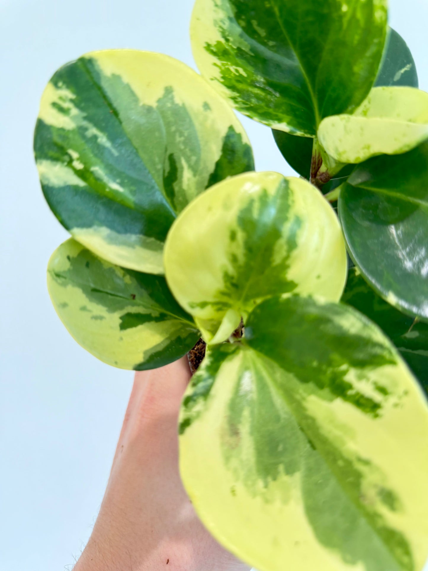 Baby Rubber Plant Variegated - Peperomia Obtusifolia Variegata