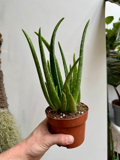 Aloe Barbadensis Miller - Aloe Vera