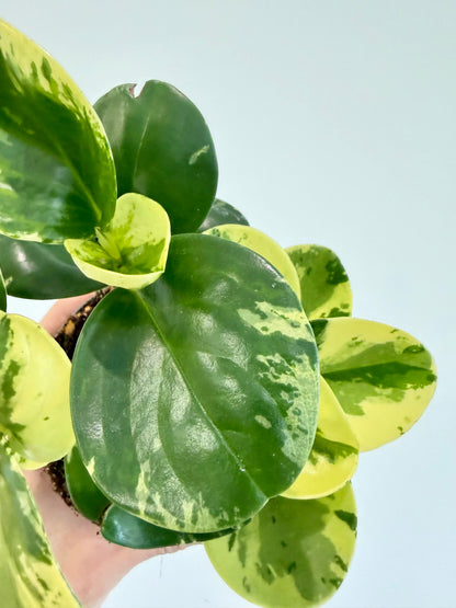 Baby Rubber Plant Variegated - Peperomia Obtusifolia Variegata