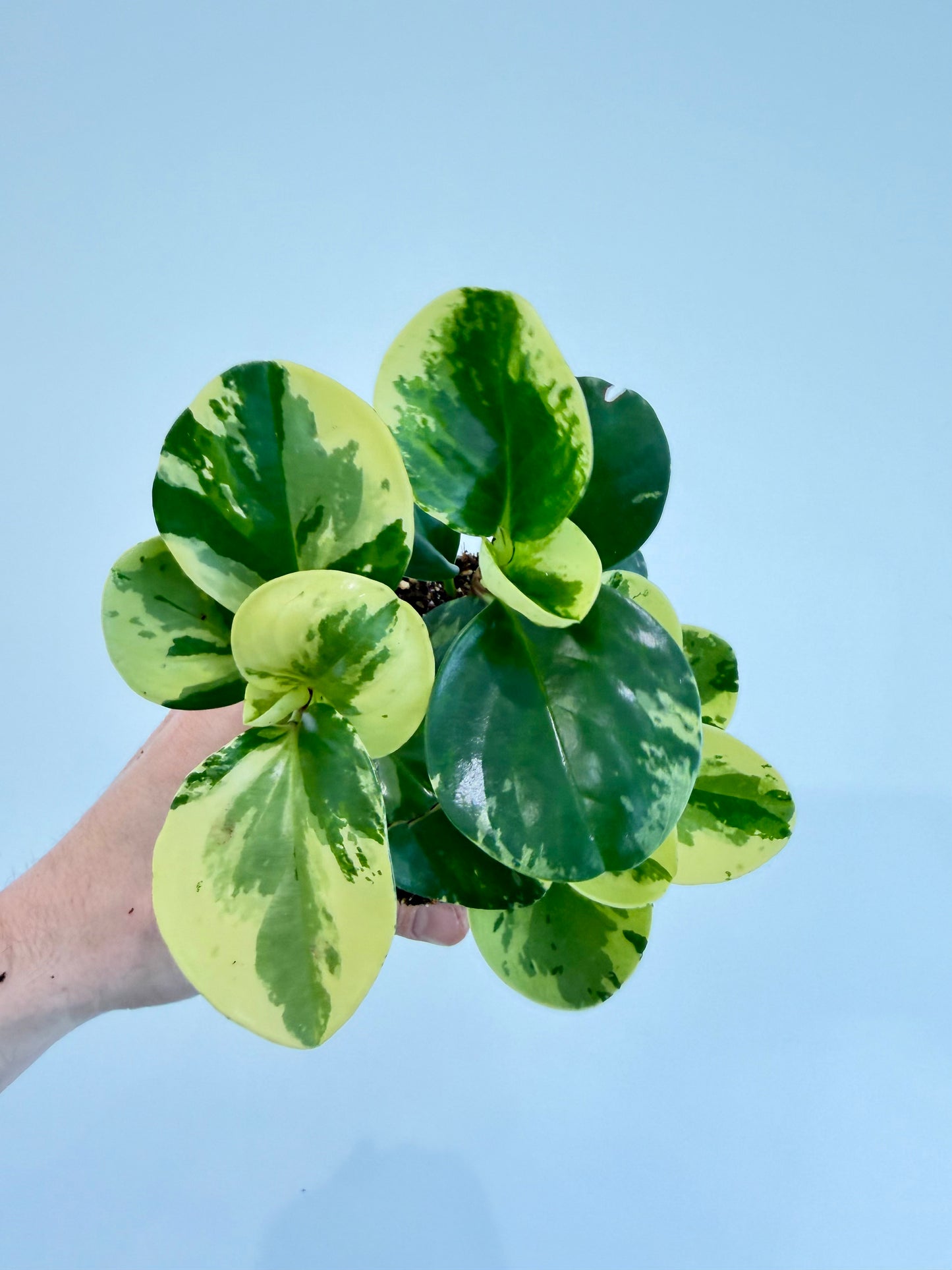Baby Rubber Plant Variegated - Peperomia Obtusifolia Variegata
