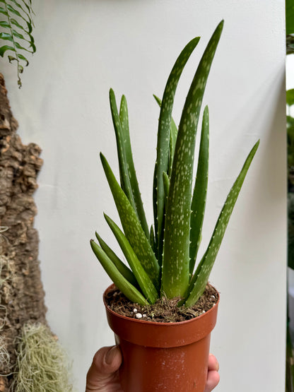 Aloe Barbadensis Miller - Aloe Vera