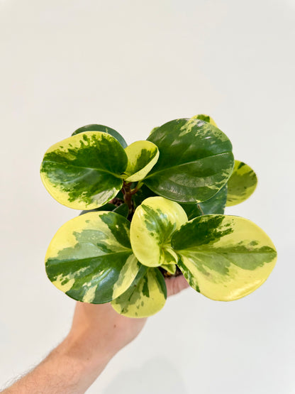 Baby Rubber Plant Variegated - Peperomia Obtusifolia Variegata